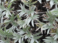 Oxytropis tragacanthoides