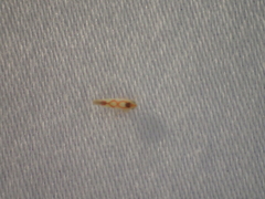Zygina flammigera