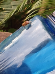 Calliphora ochracea
