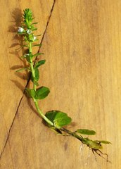 Veronica serpyllifolia serpyllifolia