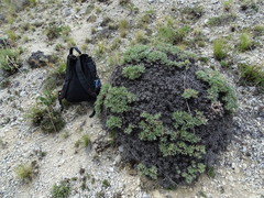Oxytropis tragacanthoides