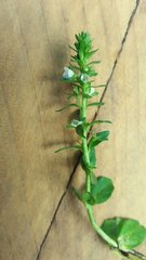 Veronica serpyllifolia serpyllifolia