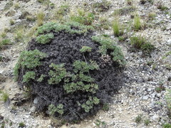 Oxytropis tragacanthoides