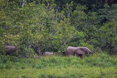 Loxodonta cyclotis