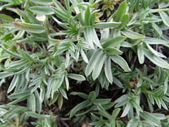 Oxytropis tragacanthoides