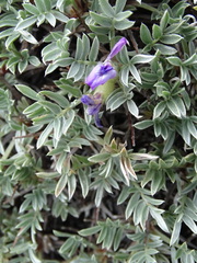 Oxytropis tragacanthoides