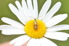 Nemophora fasciella