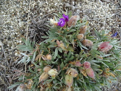 Oxytropis tragacanthoides