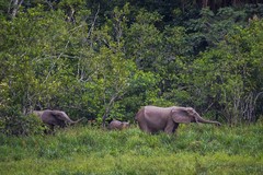 Loxodonta cyclotis