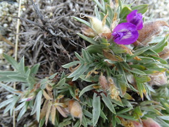 Oxytropis tragacanthoides