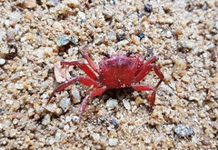 Phricotelphusa limula