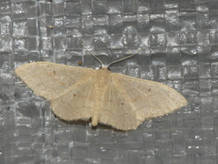 Idaea rubraria