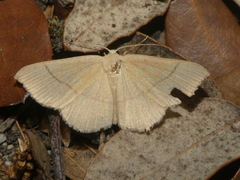 Cyclophora suppunctaria