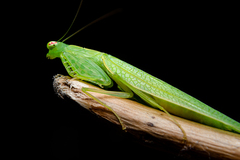 Tropidomantis