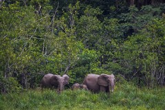 Loxodonta cyclotis