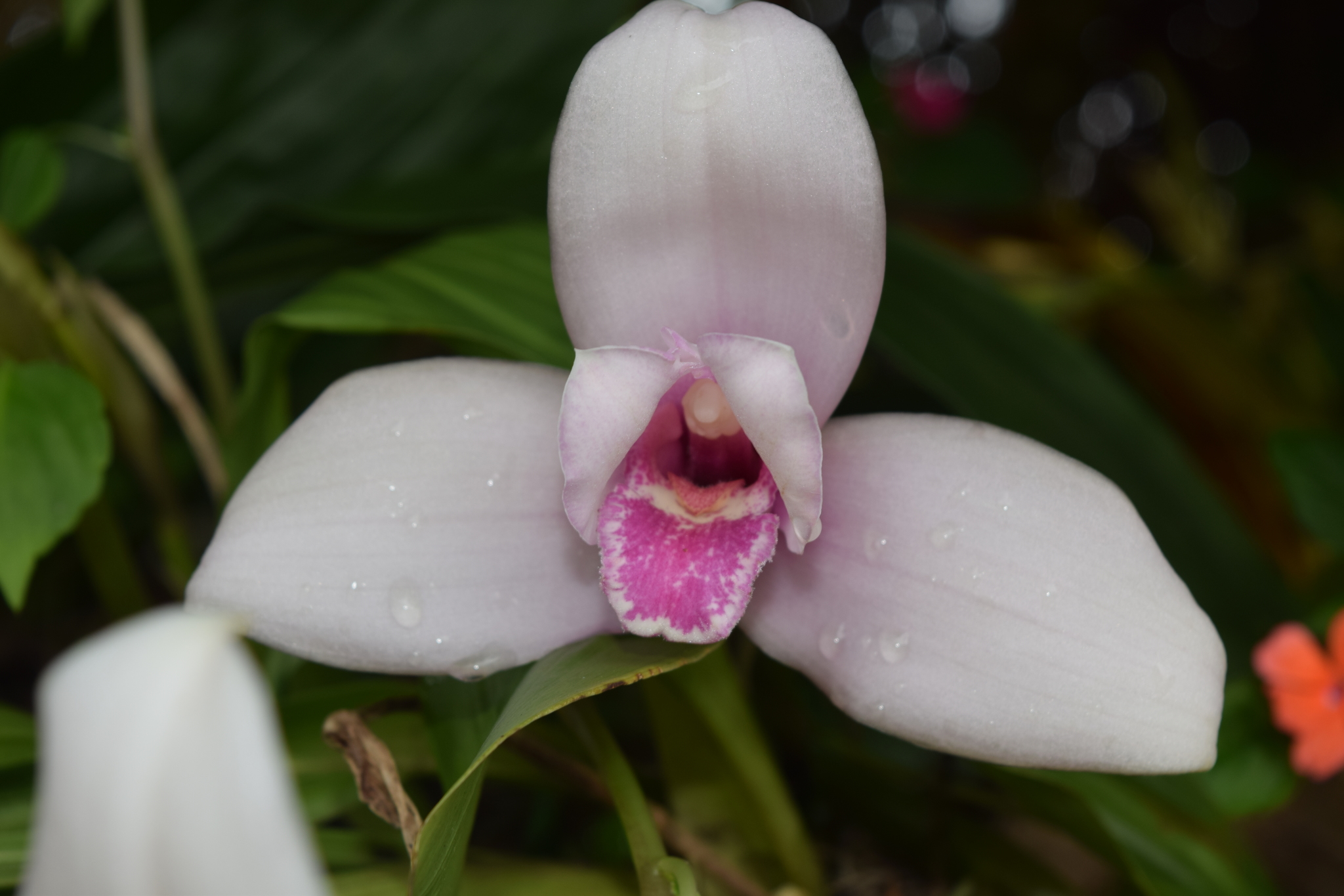 Monja Blanca (Lycaste virginalis) · iNaturalist Ecuador