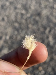 Blepharidachne kingii