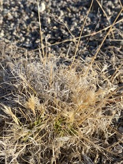 Blepharidachne kingii