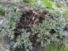 Oxytropis tragacanthoides