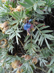 Oxytropis tragacanthoides