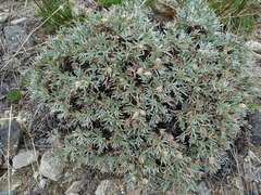 Oxytropis tragacanthoides