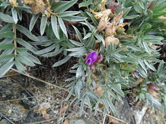 Oxytropis tragacanthoides