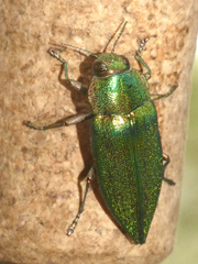 Latipalpis plana
