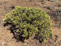 Chrysothamnus