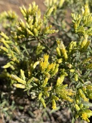 Chrysothamnus