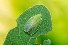 Kallitaxila granulata