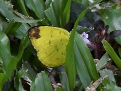 Eurema simulatrix tecmessa