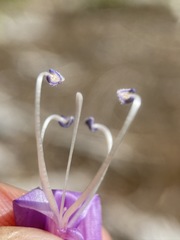 Penstemon neotericus