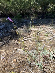 Penstemon neotericus