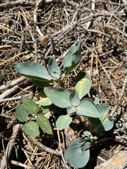 Cycladenia humilis