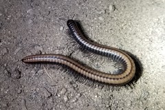 Californiulus yosemitensis