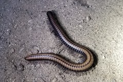 Californiulus yosemitensis