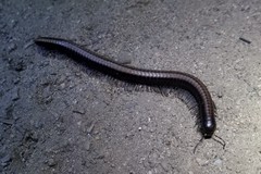 Californiulus yosemitensis