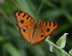 Junonia almana javana