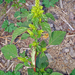 Powell's Amaranth - Photo (c) Phil Bendle, some rights reserved (CC BY-NC), uploaded by Phil Bendle
