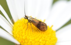 Nemophora fasciella
