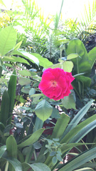 Rosa chinensis