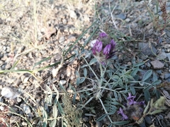 Astragalus laguroides