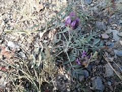 Astragalus laguroides