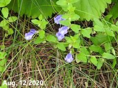 Scutellaria strigillosa