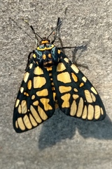 Aglaomorpha plagiata