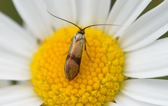 Nemophora fasciella