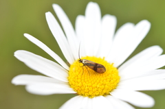 Nemophora fasciella