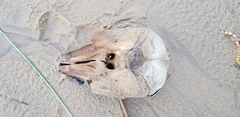 Neophocaena sunameri