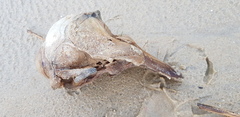 Neophocaena sunameri