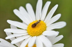 Nemophora fasciella